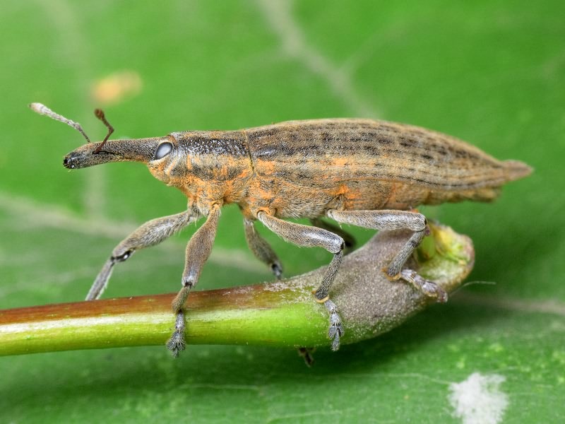 Lixus (Eulixus) iridis Olivier, 1807